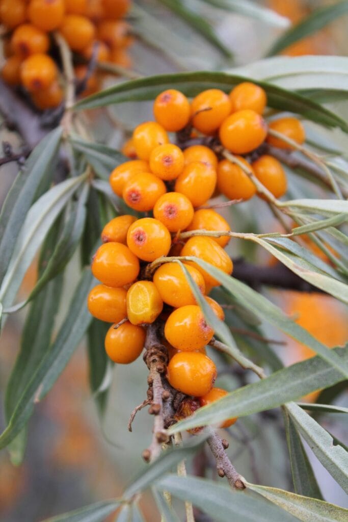 Sea Buckthorn (Leh Berry): Omega-7 Benefits, Nutrition Facts & What Science Actually Says