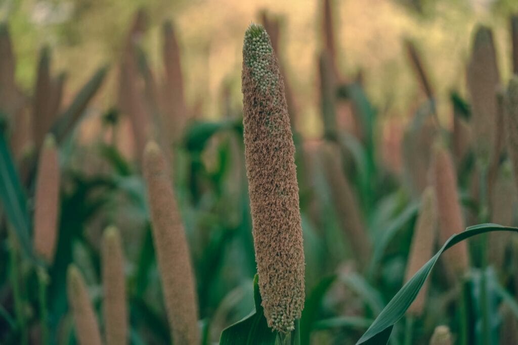 Millet varieties ragi bajra jowar in bowls with a declining farm field in background representing millet nutrition benefits and cultivation crisis in India