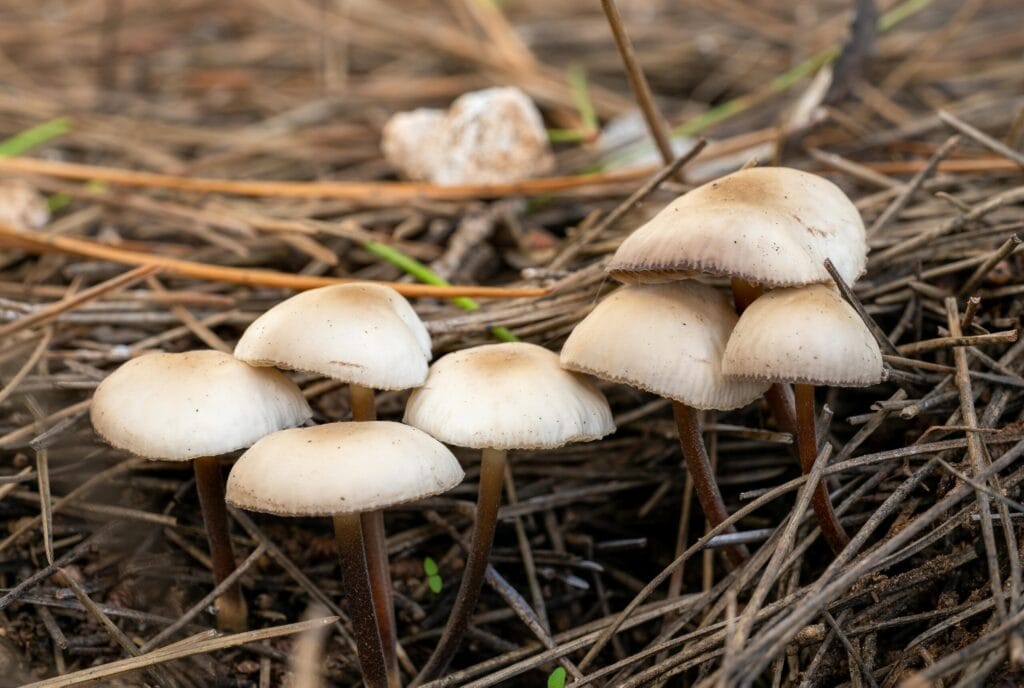 Close-up view of mushrooms growing on the forest floor in autumn, Picassent, Spain.