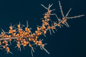 Sea Buckthorn (Leh Berry): Omega-7 Benefits, Nutrition Facts & What Science Actually Says
