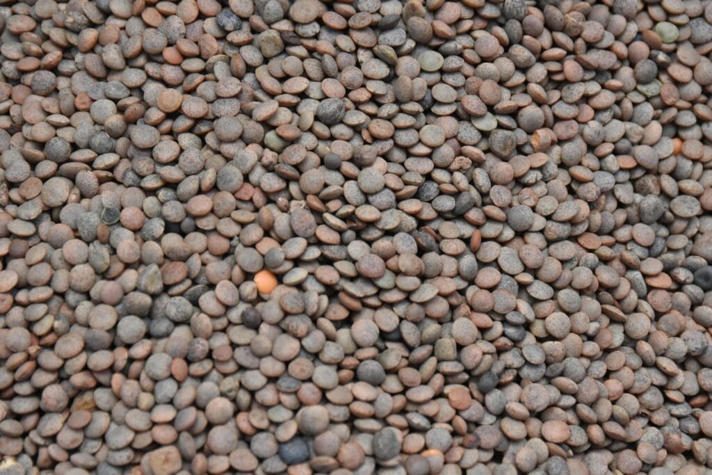Horse gram kulthi dal and seeds - high protein Indian superfood