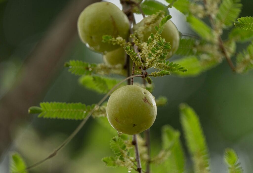 Detailed close-up of Indian Gooseberry (Phyllanthus emblica) on a branch with green leaves.