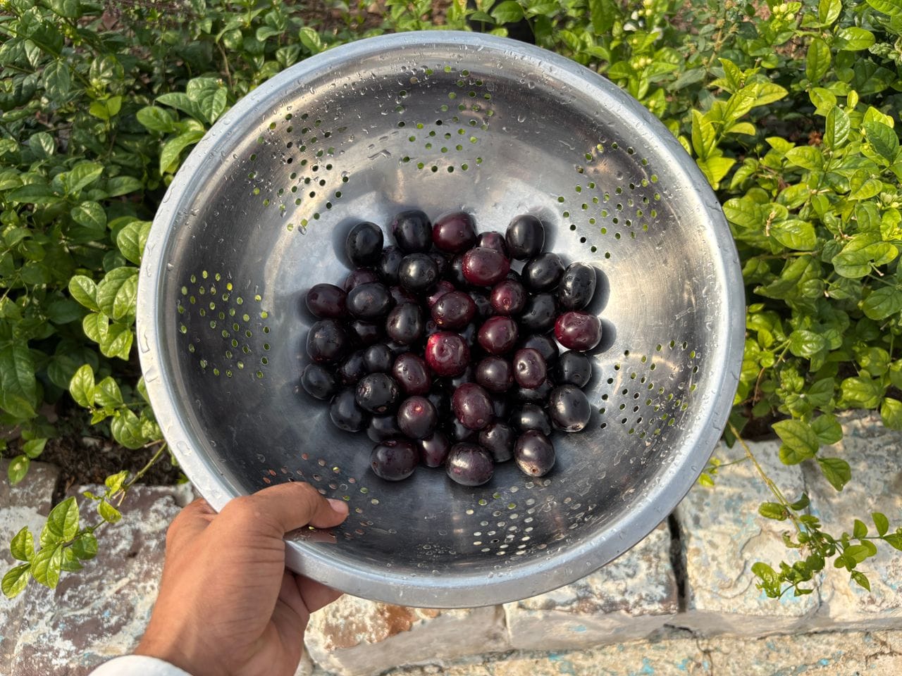 A vibrant display of fresh Jamun fruits in a metal colander, ideal for summer recipes.
