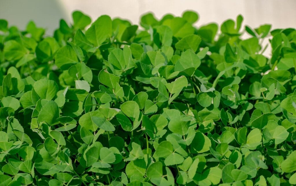 fenugreek, methi tea leaves, fenugreek leaves, herbs, leaves, vegetables, indian culture, fenugreek, fenugreek, fenugreek, fenugreek, fenugreek
