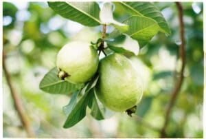 9 Best Fruits for Weight Loss in India (2026 Guide)