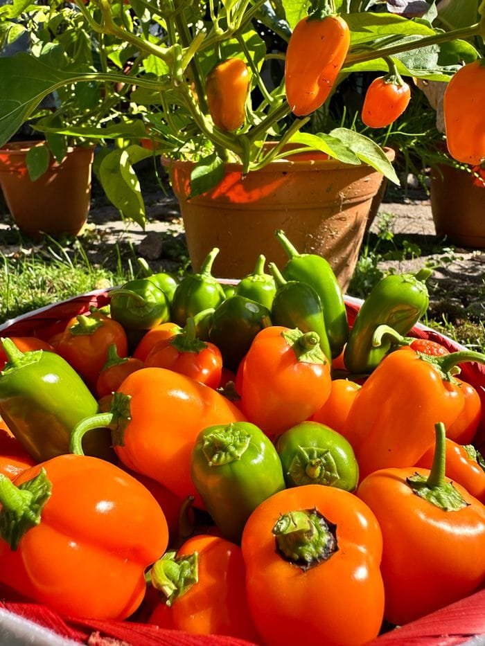 Freshly harvested orange and green bell peppers in a sunny garden setting.