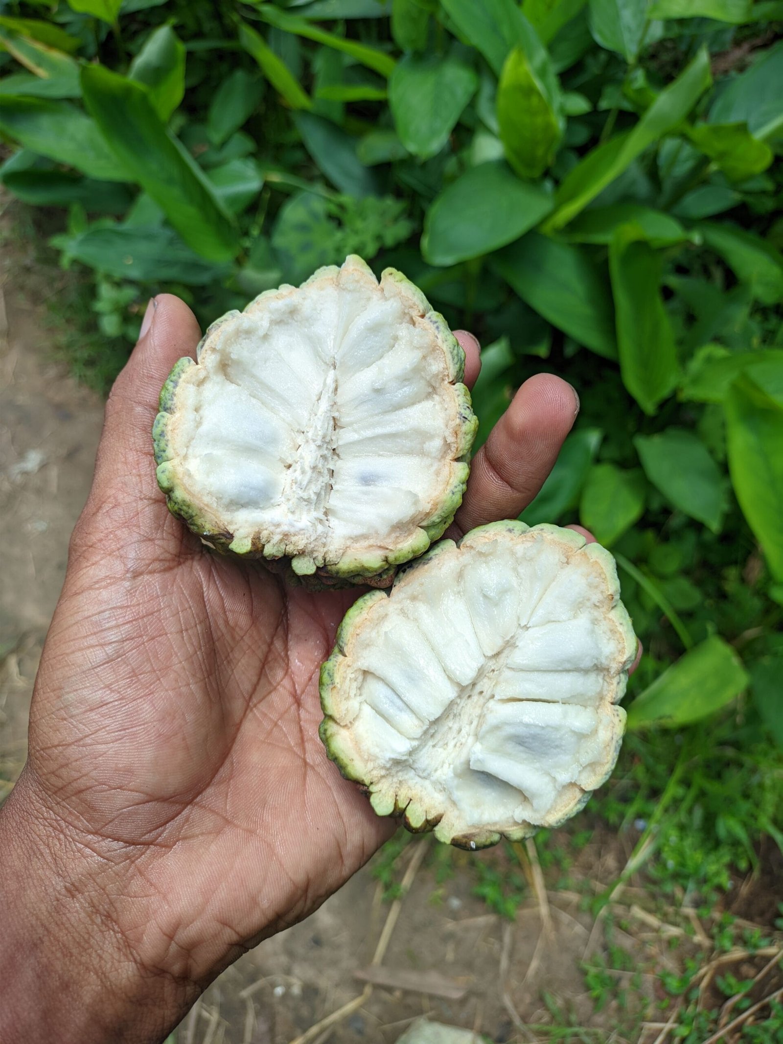 Hand showing halves of custard apple against lush green leaves, showcasing texture.