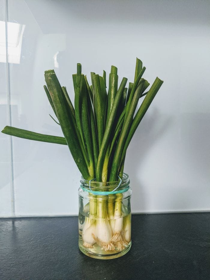 Fresh green onions placed in a glass jar filled with water on a kitchen counter.