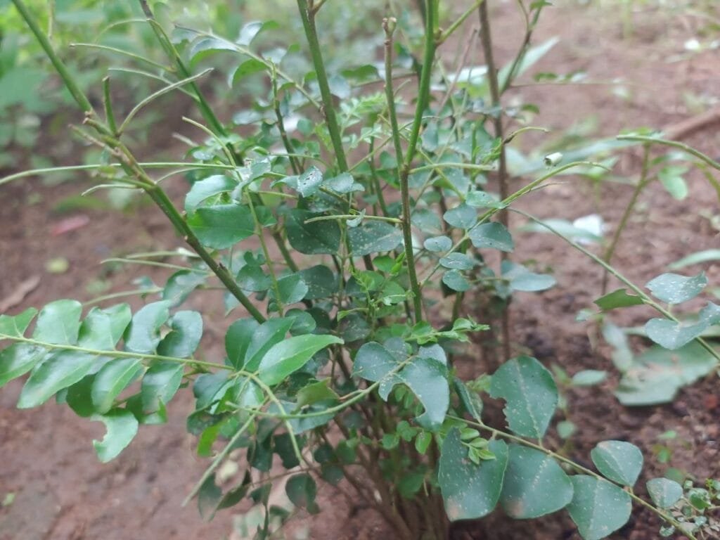 Curry leaves plant in backyard, home garden