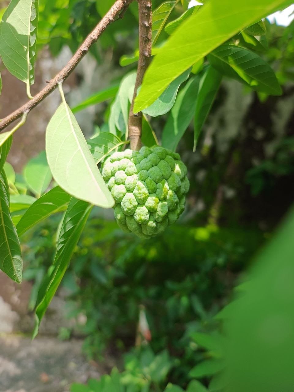 Custard apple (Annona squamosa) fruit growing on the tree before harvest