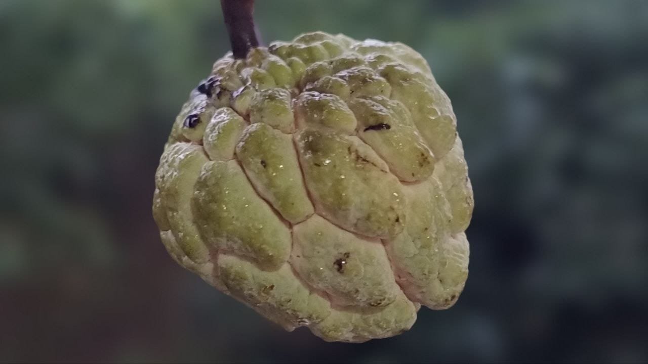 Custard apple fruit