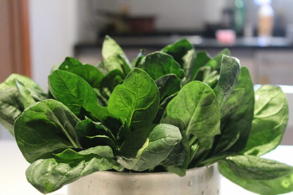 spinach grown in a pot