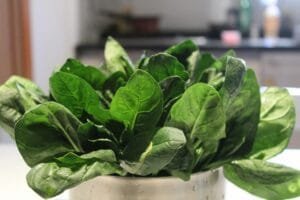 spinach grown in a pot
