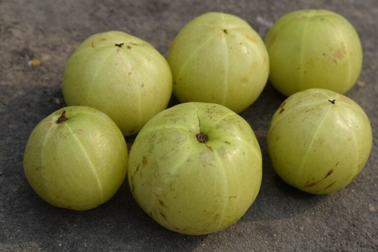 indian gooseberry, amla, fruit, food, produce, emblic, healthy, vitamins, delicious, sweet, nutrition, tasty, organic, harvest, ripe, indian gooseberry, indian gooseberry, amla, amla, amla, amla, amla, how many amla per day