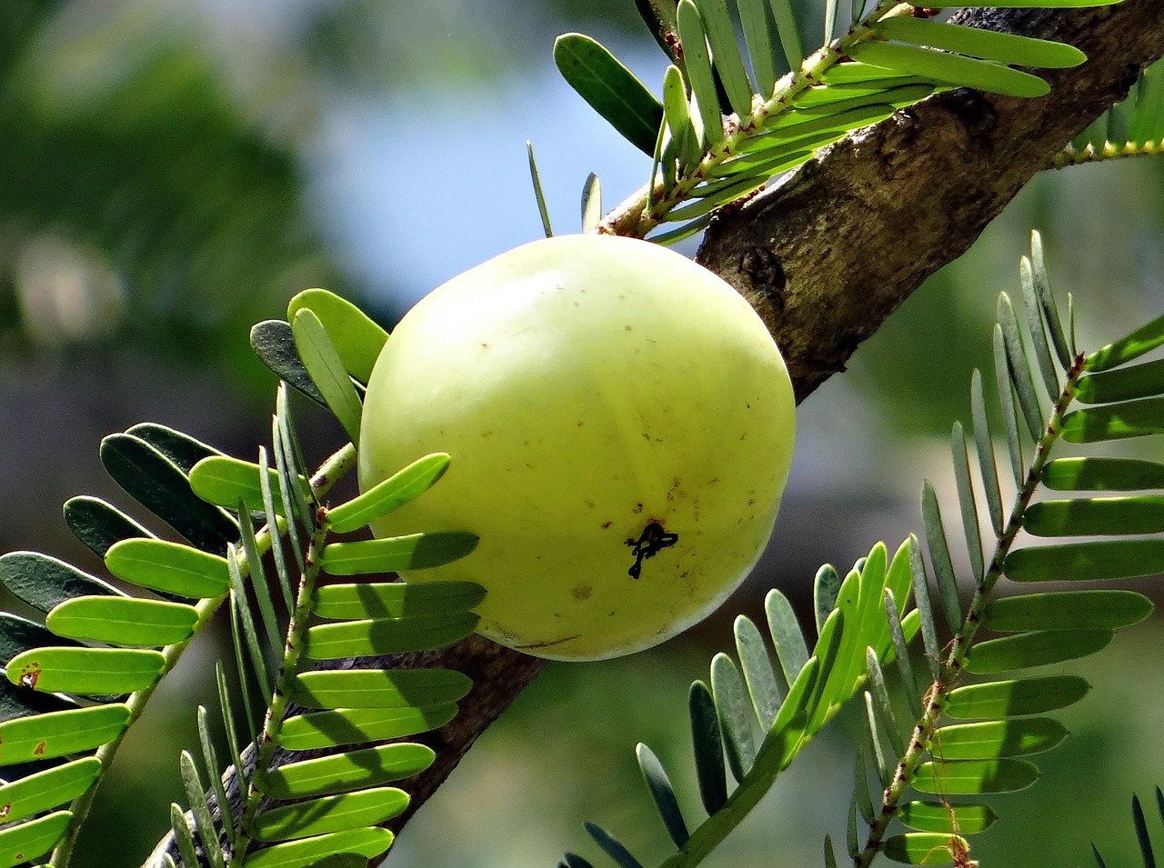 indian gooseberry, nature, amla, phyllanthus emblica, emblica officinalis, amalika, phyllanthaceae, berry, fruit, tree, india, green fruits